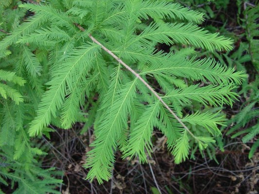 Bald Cypress